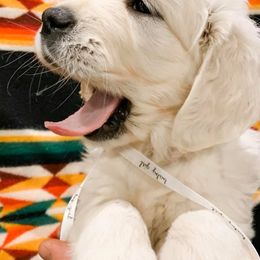 Golden Retriever Puppies from Big Rock Goldens