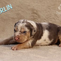 Marlin - Blue merle Catahoula Leopard Dog puppy in Trout, Louisiana from Diamond H Ranch