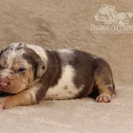 Marlin - Blue merle Catahoula Leopard Dog puppy in Trout, Louisiana from Diamond H Ranch