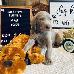 Weimaraner Puppies from K&K Weimaraners
