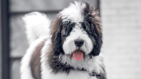 Find Saint Berdoodle puppies for sale near Woodland Hills, CA