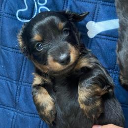 Bear - Black and tan male Dachshund puppy in Trenton, Florida from Tweenie Weenie Dachshunds