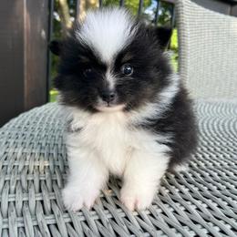 Ralf - Tri-colored male Pomeranian puppy in Jefferson City, Missouri from MJ’s Pomeranians