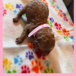 Goldendoodle Puppies from Quentin Brewer