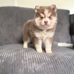 Minnie - Lavender female Pomsky puppy in Mesa, Arizona from Platinum Pomskies
