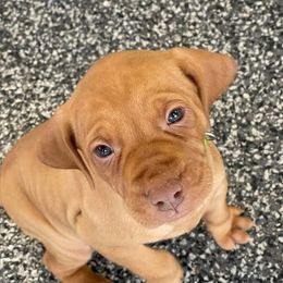 Vizsla Puppies from Nicole Lanie's Viszla