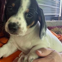 1 - Piebald male Dachshund puppy in Hartford, Tennessee from My Forever Baby