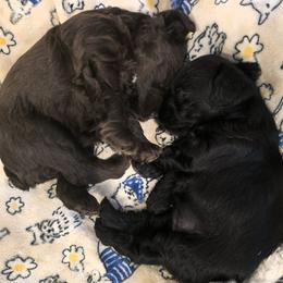 Miniature Schnauzer puppies from Home Grown Schnauzers
