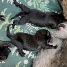 Girl 3 - Belgian Malinois puppy from Maricopa Malinois
