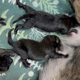 Girl 3 - Belgian Malinois puppy from Maricopa Malinois