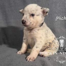 Michael - Blue male Australian Cattle Dog puppy in Silsbee, Texas from Rockin ND Ranch