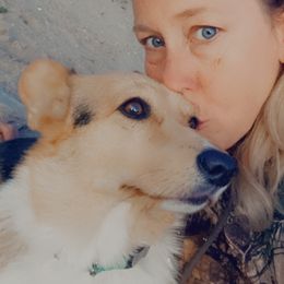 Lizzie - American Corgi