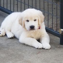 Girl 3 - Light golden Golden Retriever puppy in Galt, California from Golden Hearts Ranch English Cream Retrievers