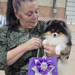 Rapper - Pomeranian