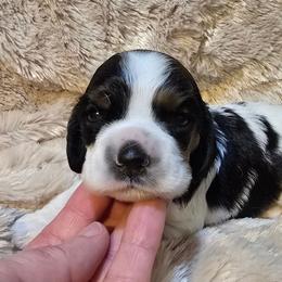 Queen - Black white and tan female Cocker Spaniel puppy in Florence, South Carolina from Reddick's American Cocker Spaniels