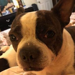 Boston Terriers from Newman's Pups