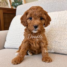 Felicia - Red  female Goldendoodle puppy in Gilbert, Arizona from Doodle Bliss