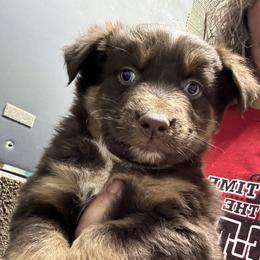 Red Tri 2 - Red tri-color male Australian Shepherd puppy in Archie, Missouri from Beachin' Aussies