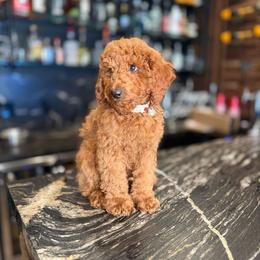 Brodie - Red  male Goldendoodle puppy in South Jordan, Utah from Wasatch Pup