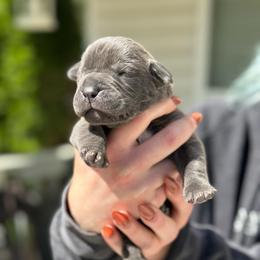 Butternut Squash - Gray male Cane Corso puppy in Lusby, Maryland from Coastal View Kennels