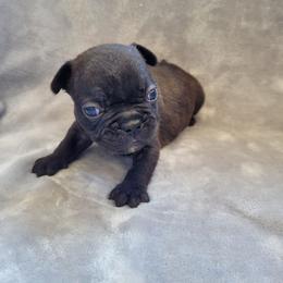 Girl 5 - Black female French Bulldog puppy in Neosho, Missouri from Norris Frenchies