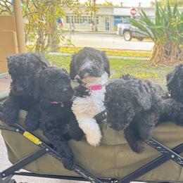 Poodle Puppies from SoFlo Standard Poodles