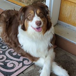 Kahlua - Australian Shepherd