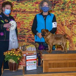 Keebler - Brussels Griffon