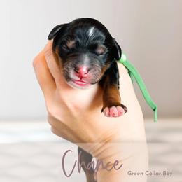 Chance - Tri-color male Bernedoodle puppy in Mahomet, Illinois from Jordan Family Doodles