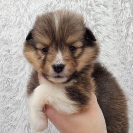 Paris - Sable and white female Shetland Sheepdog puppy in Central City, Kentucky from Hope's Heart Shelties