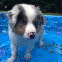Australian Shepherds from Esprit De Corps Aussies