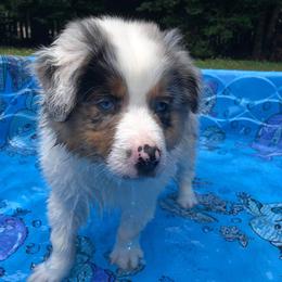 Australian Shepherds from Esprit De Corps Aussies