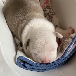 Lilac tri tuxedo - white head - White and silver male Teddy Roosevelt Terrier puppy in Russellville, Kentucky from Mud-E Acres Kennel