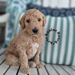 Sunny - Apricot female Poodle puppy in Ashton, Idaho from Kerr Kanine Ranch