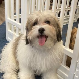 LEO - Havanese