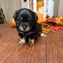 Grasshopper - Black and tan male Chihuahua puppy in Ochlocknee, Georgia from High Cotton Chihuahuas