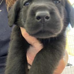 Jack Russell Terrier and Labrador Retriever Puppies from Canine Assist