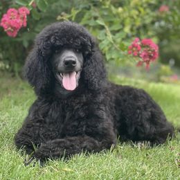 Poodles and Silken Windhounds from The Texas Haven Hounds