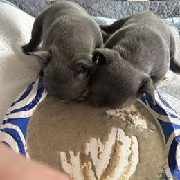 French Bulldog Puppies from SC colored french bulldogs