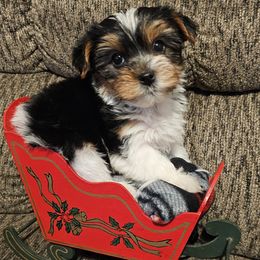 Shine (boy 1) - Parti male Yorkshire Terrier puppy in Duncan, South Carolina from Sonshine Yorkies (Ask about Home for Christmas savings)
