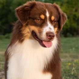 Petrie - Miniature American Shepherd