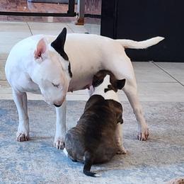Bull Terrier and Miniature Bull Terrier Puppies from Virtue Bull Terriers & Miniature Bull Terriers