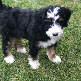 Bernedoodle and Goldendoodle Puppies from Camp Doodle Woods