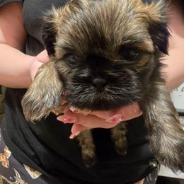 Boy 3 - Brindle male Shih Tzu puppy in Norris City, Illinois from Dainty and Darling Shih Tzu