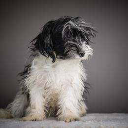 Orange - Parti male Schnoodle puppy in Caldwell, Idaho from Boise Doodle Co.