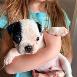 Popeye - Black and white male Boston Terrier puppy in Kentucky from Graceful Paws