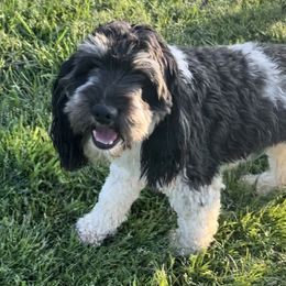 Polly - Cockapoo