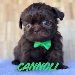 Cannoli - Chocolate male Shih Tzu puppy in San Tan Valley, Arizona from My Puppy Tzu