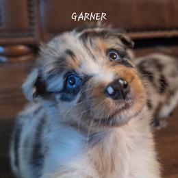 GARNER - Blue merle male Australian Shepherd puppy in Salem, Arkansas from Patchwork Kennels