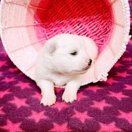 Giselle - White female American Eskimo Dog puppy in Live Oak, Florida from Pecan Ridge Puppies